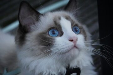 Close up of a cat with blue eyes