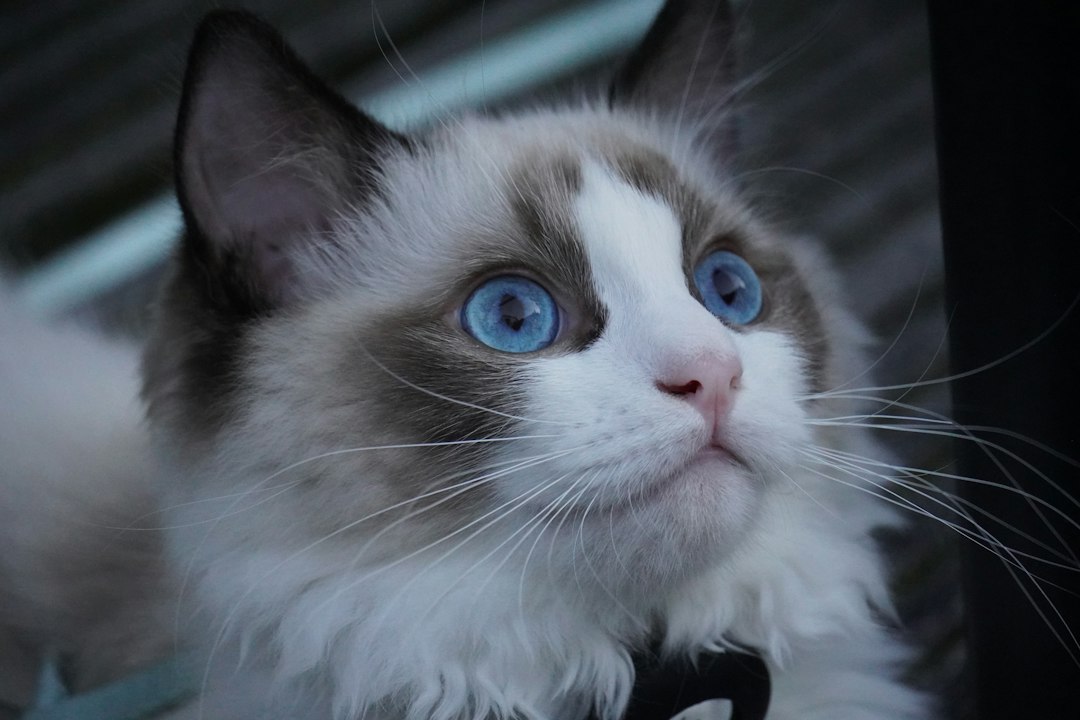 Close up of a cat with blue eyes