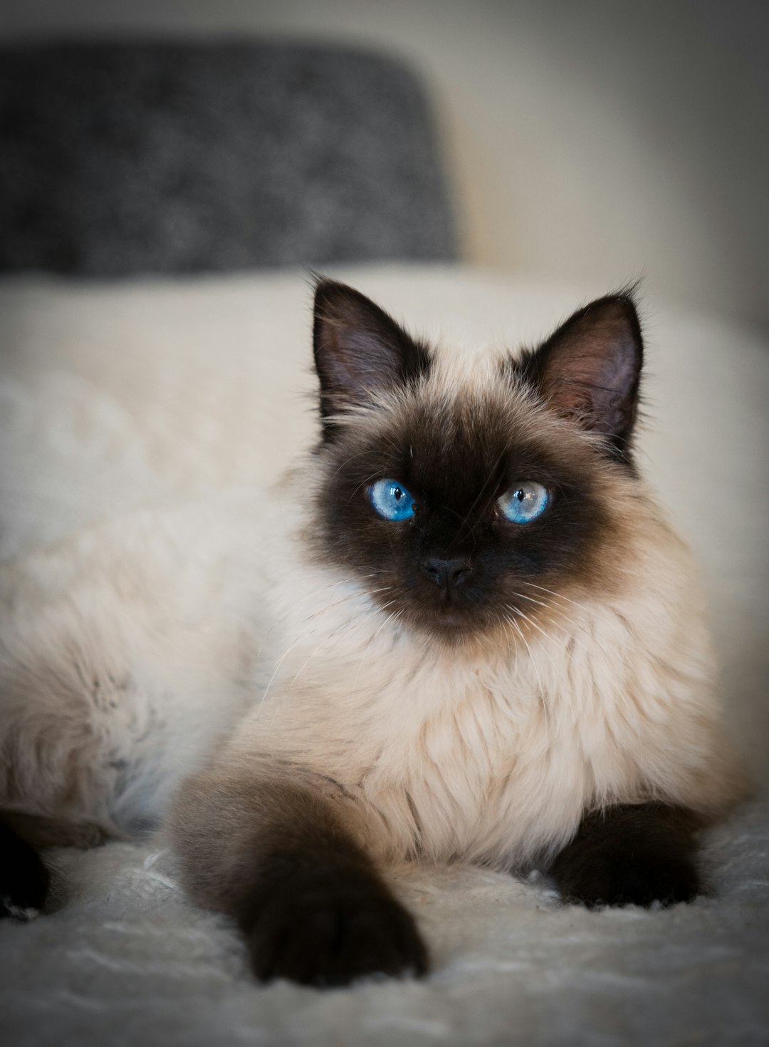 Fluffy cat with striking blue eyes lying down relaxed
