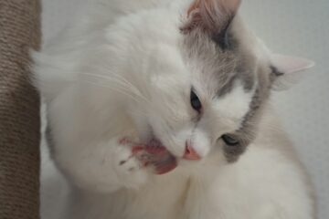 Fluffy white and gray cat grooming its paw