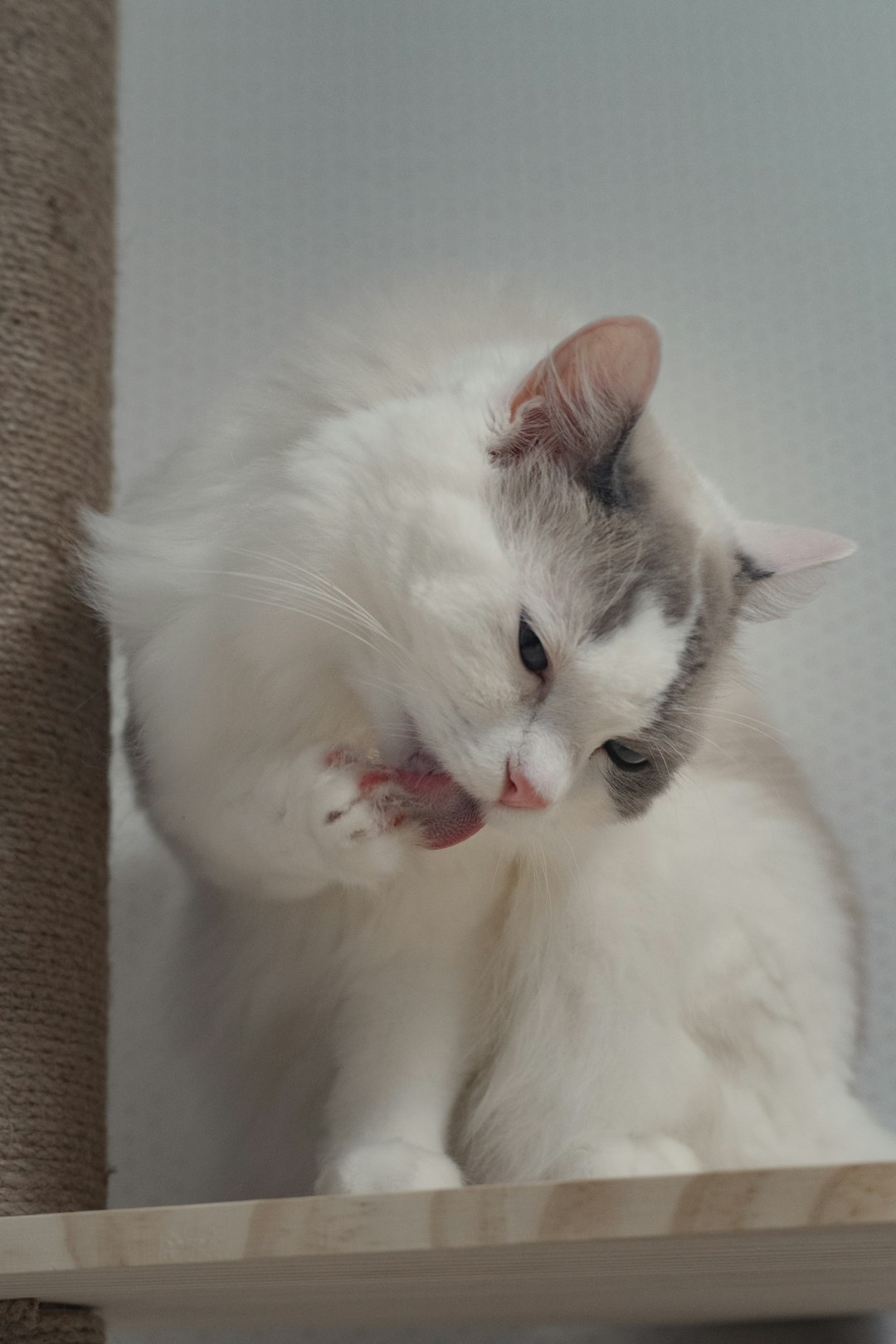 Fluffy white and gray cat grooming its paw