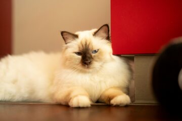 Fluffy white cat with blue eyes resting indoors