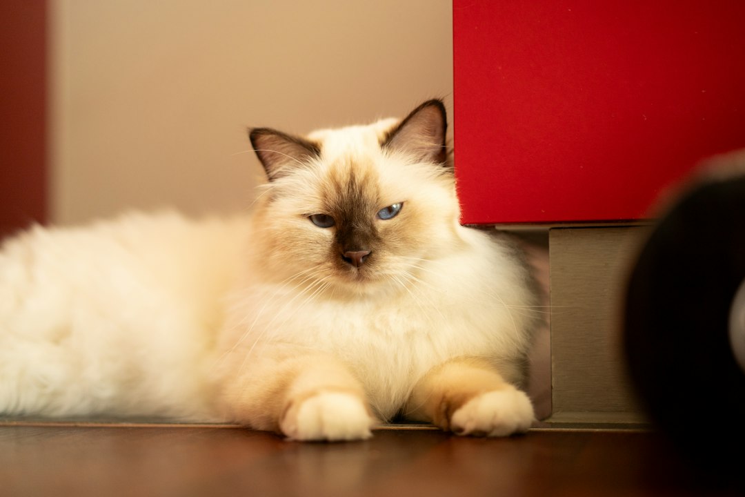 Fluffy white cat with blue eyes resting indoors