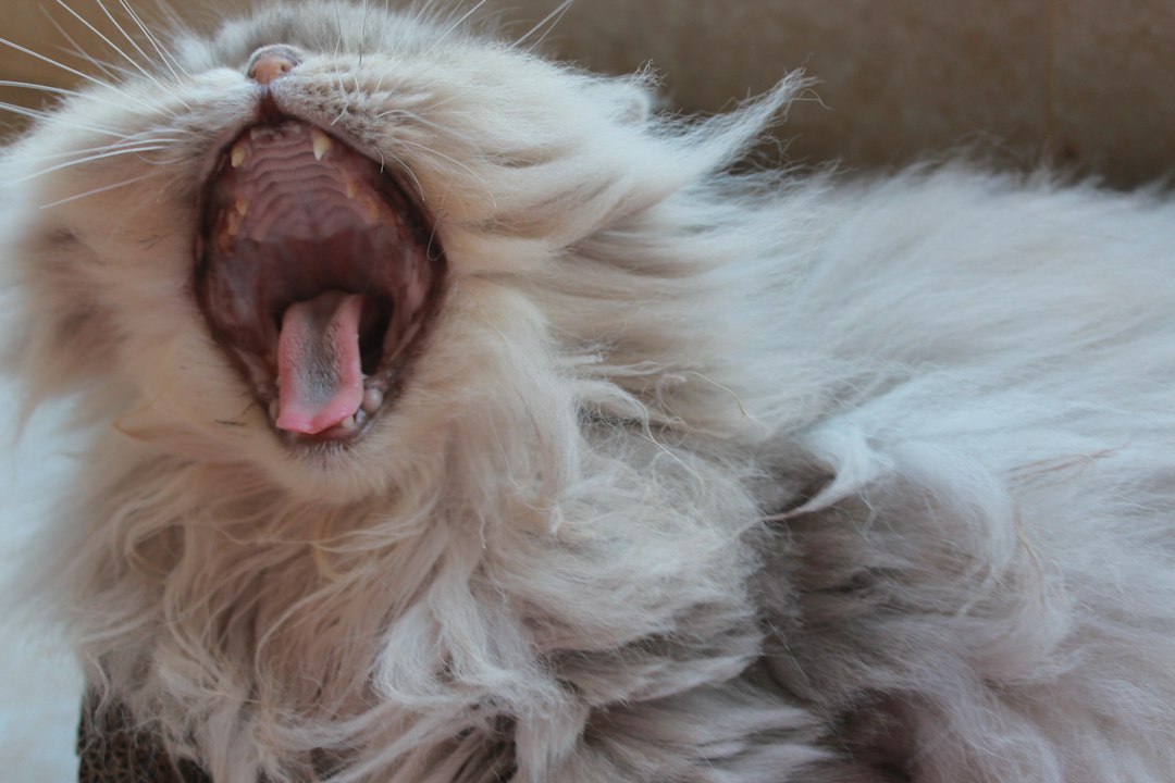 Fluffy white cat with its mouth open showing teeth