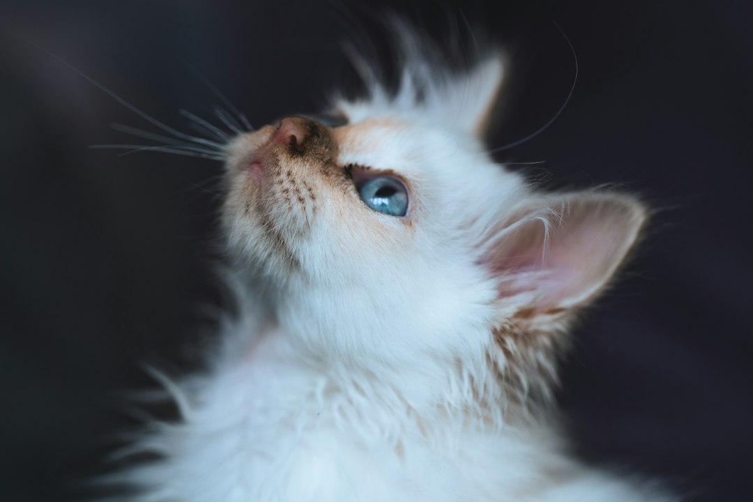 Pale white long fur kitten close up