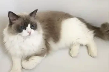 ragdoll bathe Do Ragdoll Cats Need a Companion