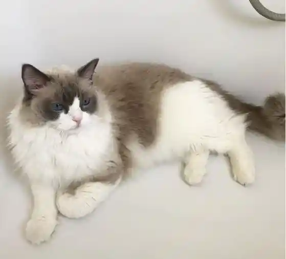 ragdoll bathe Do Ragdoll Cats Need a Companion