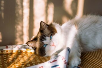 Ragdoll cat resting calmly at home