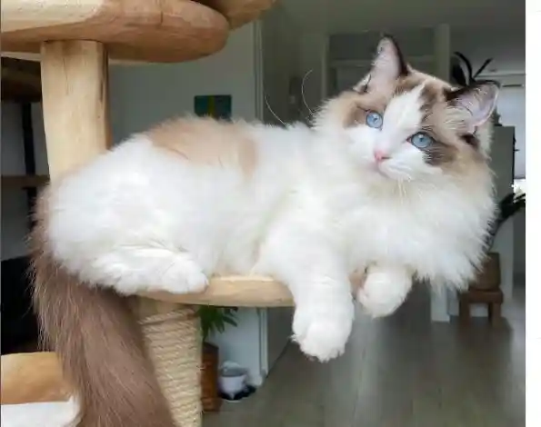 Seal bicolor Ragdoll cat