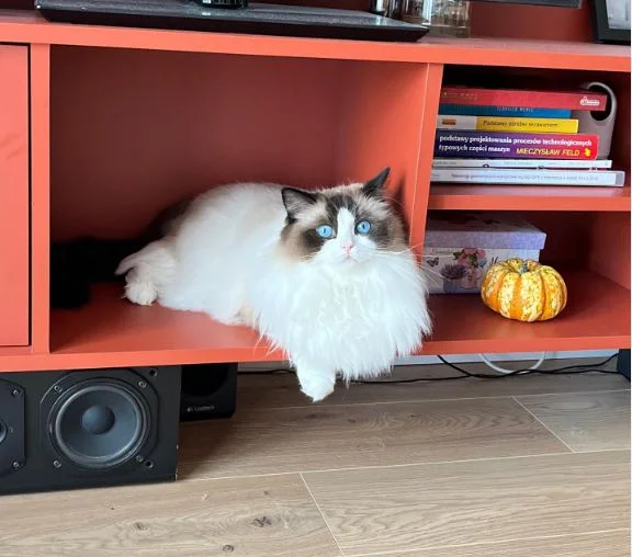 Seal Bicolor Ragdoll with a white inverted V facial marking