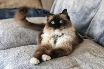 seal mitted ragdoll