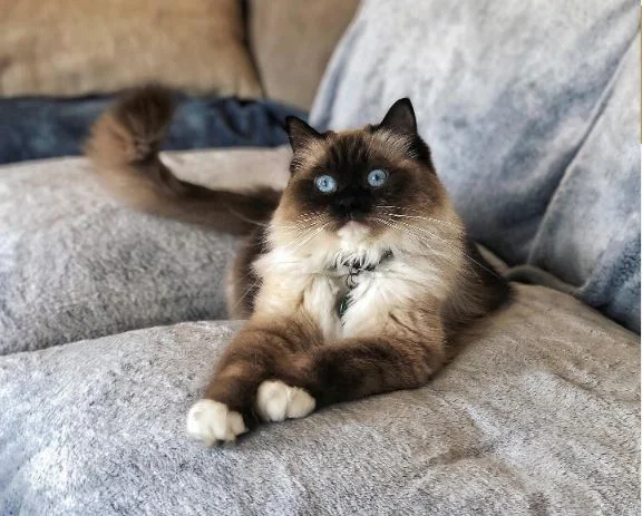 seal mitted ragdoll