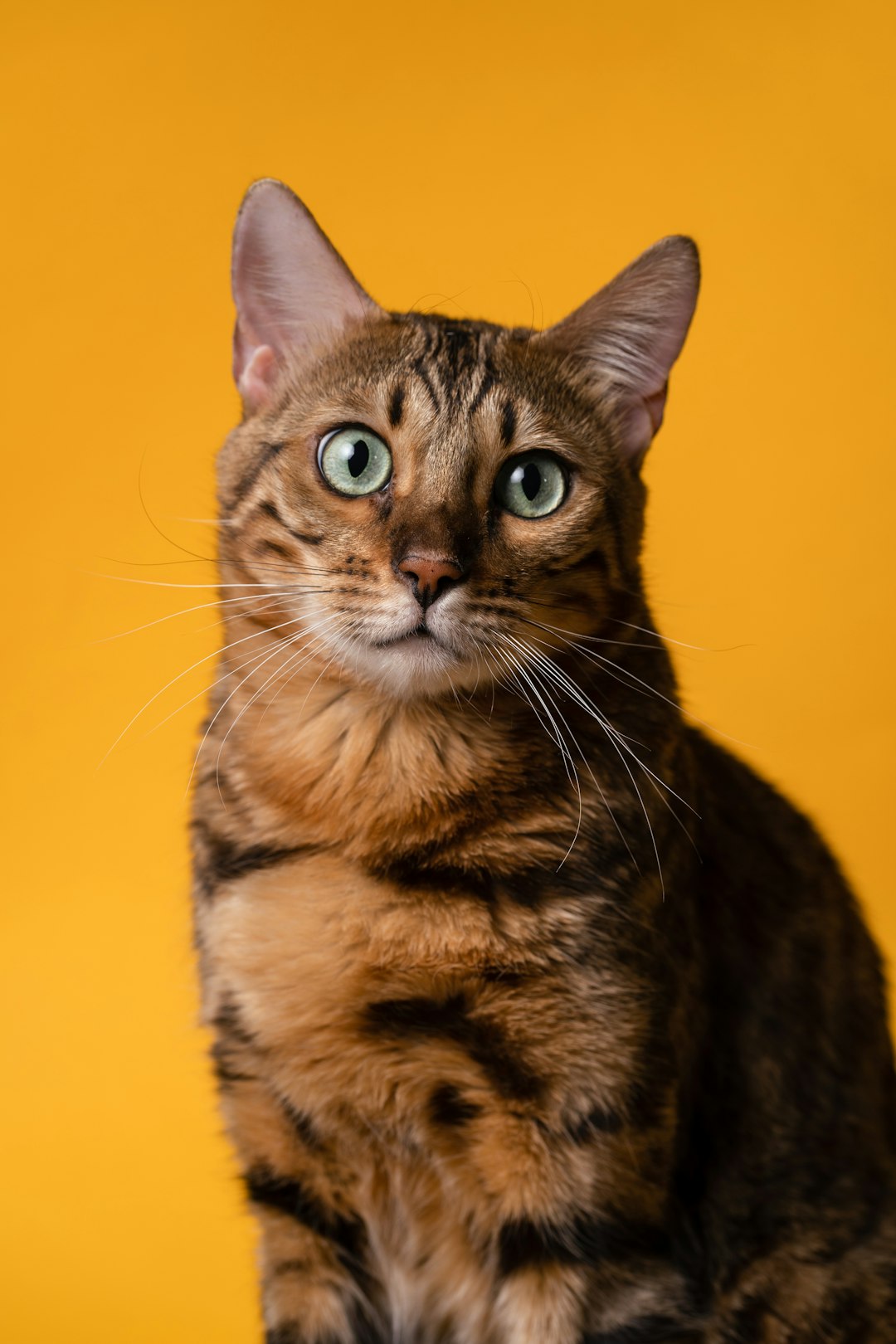 Spotted cat sitting calmly indoors