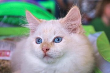 White and orange cat with warm colored points