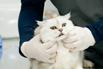 White cat being examined by a vet