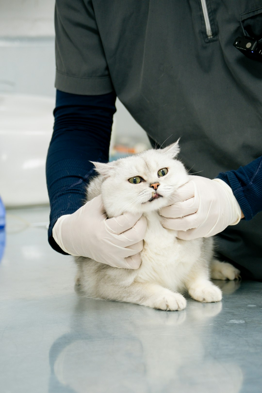 White cat being examined by a vet