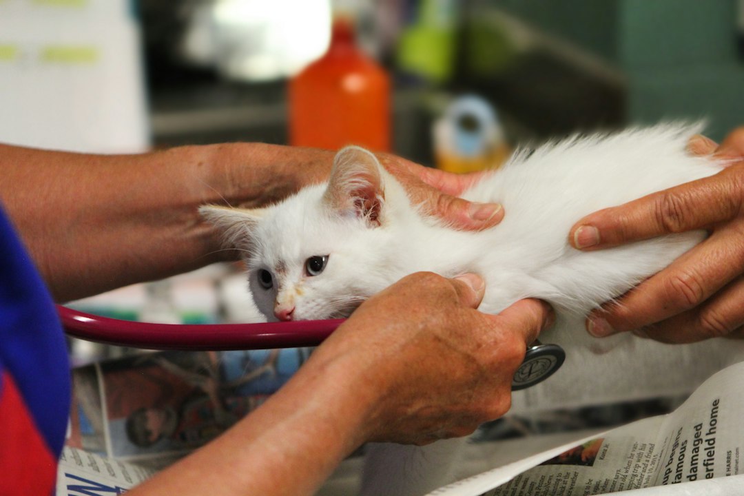 White kitten being examined by a veterinarian