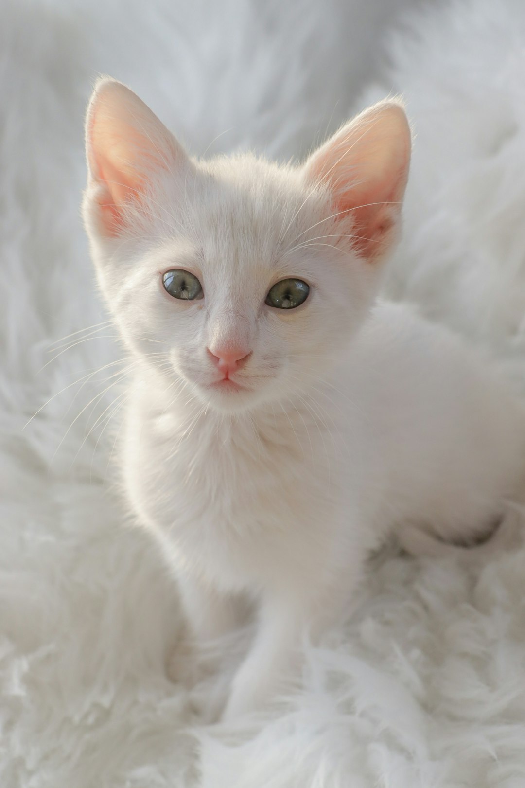 White kitten with blue eyes sitting on a fluffy blanket