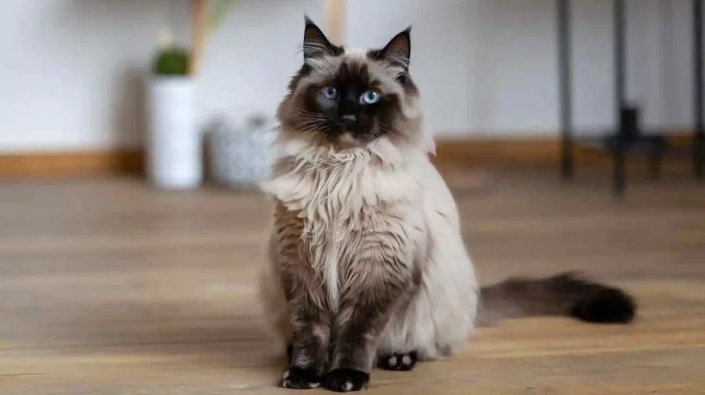Ragamuffin Black Ragdoll Cat 2