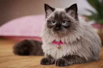 Ragamuffin Black Ragdoll Cat