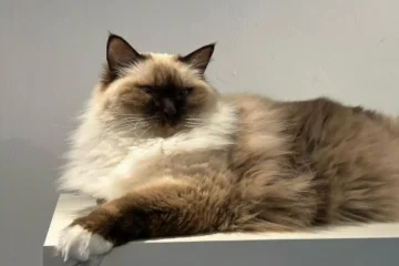 Sepia Ragdoll Cat
