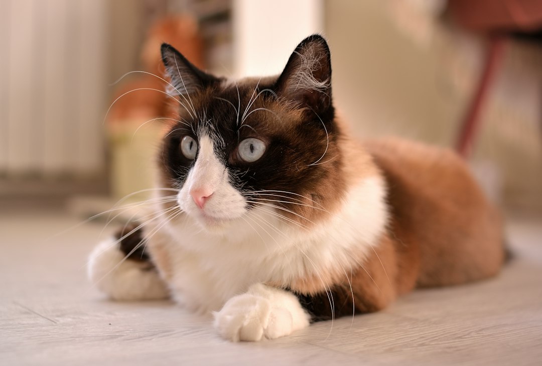 A cat laying on the floor looking at the camera Birman vs Ragdoll Cat