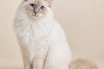 Cream Point Ragdoll Cat with pale cream markings and blue eyes
