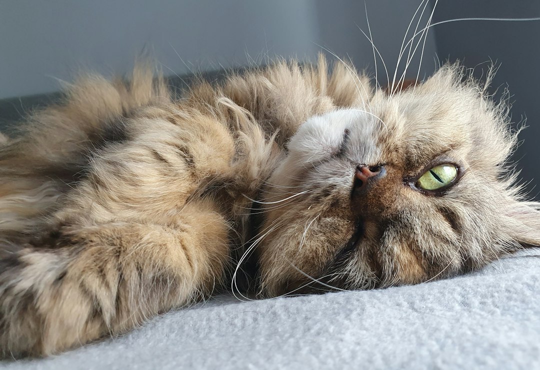 Fluffy cream colored cat laying on a bed