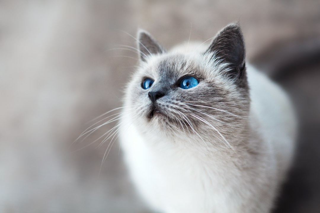 Pale gray cat with light eyes