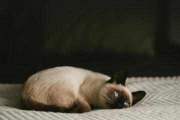 Seal point cat laying on a bed