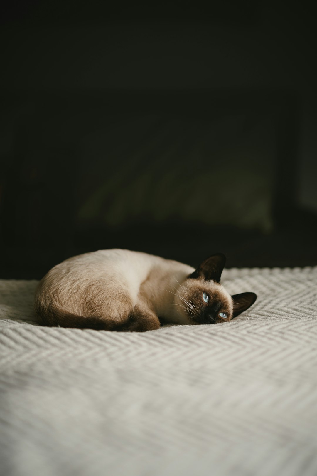 Seal point cat laying on a bed