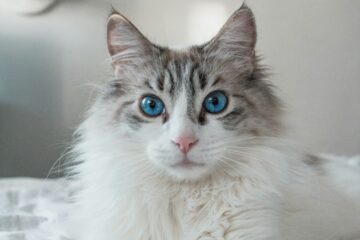 White and brown long fur ragdoll cat