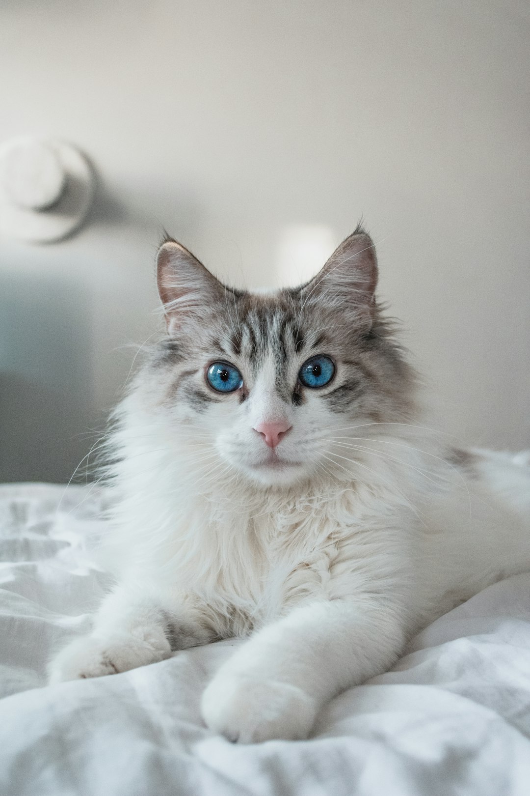White and brown long fur ragdoll cat
