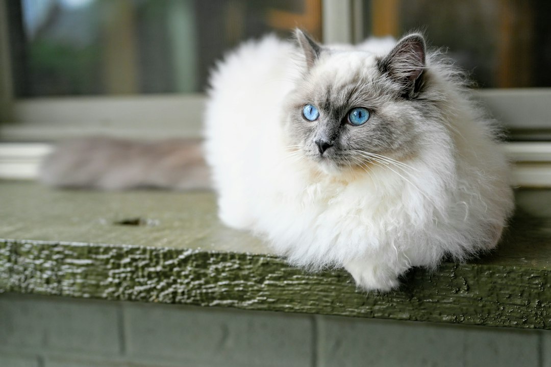 White and gray long fur cat
