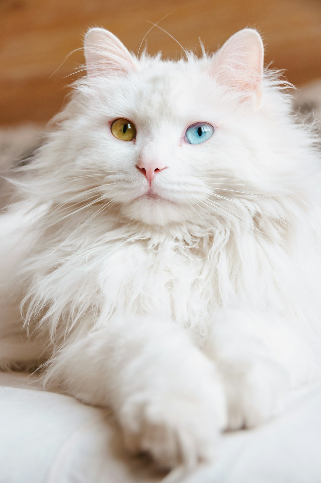 White cat with blue eyes laying on a bed Birman vs Ragdoll Cat