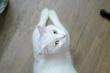 White cat with heterochromia lying on a wooden floor Birman vs Ragdoll Cat