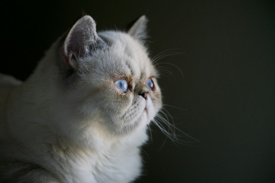 White long haired cat with blue eyes
